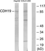 CDH19 Antibody in Western Blot (WB)
