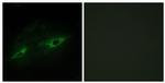 CDH22 Antibody in Immunocytochemistry (ICC/IF)