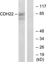 CDH22 Antibody in Western Blot (WB)