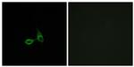 CDH24 Antibody in Immunocytochemistry (ICC/IF)