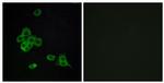 CDH26 Antibody in Immunocytochemistry (ICC/IF)