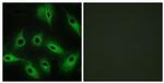 CDH9 Antibody in Immunocytochemistry (ICC/IF)