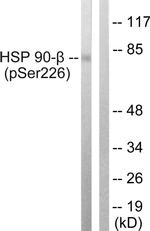 Phospho-HSP90 beta (Ser226) Antibody in Western Blot (WB)