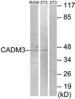 CADM3 Antibody in Western Blot (WB)