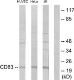CD83 Antibody in Western Blot (WB)