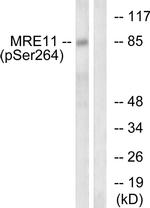 Phospho-MRE11 (Ser264) Antibody in Western Blot (WB)