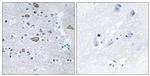 CEND Antibody in Immunohistochemistry (Paraffin) (IHC (P))