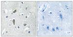 CDK5RAP2 Antibody in Immunohistochemistry (Paraffin) (IHC (P))