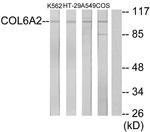 COL6A2 Antibody in Western Blot (WB)