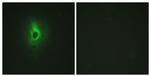 COL6A3 Antibody in Immunocytochemistry (ICC/IF)