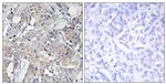 COL6A3 Antibody in Immunohistochemistry (Paraffin) (IHC (P))