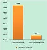Phospho-NFAT5 (Ser1197) Antibody