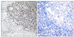 COL9A3 Antibody in Immunohistochemistry (Paraffin) (IHC (P))