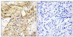Endostatin Antibody in Immunohistochemistry (Paraffin) (IHC (P))