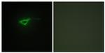 COL20A1 Antibody in Immunocytochemistry (ICC/IF)