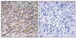 COX17 Antibody in Immunohistochemistry (Paraffin) (IHC (P))