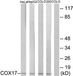 COX17 Antibody in Western Blot (WB)