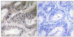 COX19 Antibody in Immunohistochemistry (Paraffin) (IHC (P))