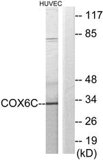 COX6C Antibody in Western Blot (WB)