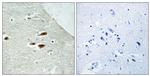 Phospho-PER2 (Ser662) Antibody in Immunohistochemistry (Paraffin) (IHC (P))