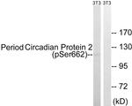 Phospho-PER2 (Ser662) Antibody in Western Blot (WB)