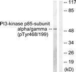 Phospho-PI3K p85/p55 (Tyr467, Tyr199) Antibody in Western Blot (WB)