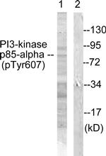 Phospho-PI3K p85 alpha (Tyr607) Antibody in Western Blot (WB)