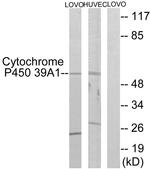 CYP39A1 Antibody in Western Blot (WB)
