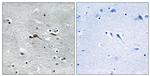 CYTL1 Antibody in Immunohistochemistry (Paraffin) (IHC (P))