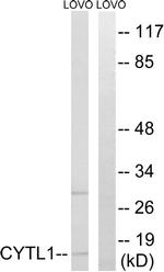 CYTL1 Antibody in Western Blot (WB)