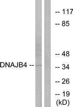 DNAJB4 Antibody in Western Blot (WB)
