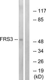 FRS3 Antibody in Western Blot (WB)