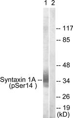 Phospho-Syntaxin 1 (Ser14) Antibody in Western Blot (WB)