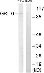 GRID1 Antibody in Western Blot (WB)