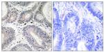 Laminin alpha-3 Antibody in Immunohistochemistry (Paraffin) (IHC (P))