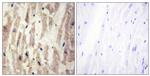 Laminin alpha-4 Antibody in Immunohistochemistry (Paraffin) (IHC (P))