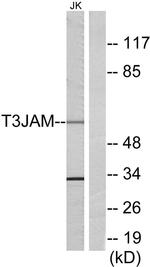 TRAF3IP3 Antibody in Western Blot (WB)