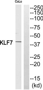 KLF7 Antibody in Western Blot (WB)