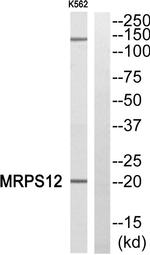 MRPS12 Antibody in Western Blot (WB)