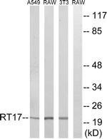MRPS17 Antibody in Western Blot (WB)