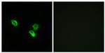 MRPS18C Antibody in Immunocytochemistry (ICC/IF)