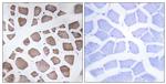 MRPS18C Antibody in Immunohistochemistry (Paraffin) (IHC (P))