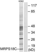 MRPS18C Antibody in Western Blot (WB)