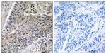 MRPS7 Antibody in Immunohistochemistry (Paraffin) (IHC (P))