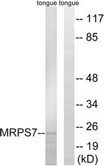 MRPS7 Antibody in Western Blot (WB)