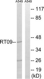 MRPS9 Antibody in Western Blot (WB)