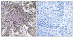 MRPL54 Antibody in Immunohistochemistry (Paraffin) (IHC (P))