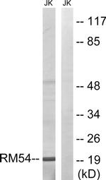 MRPL54 Antibody in Western Blot (WB)