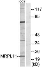 MRPL11 Antibody in Western Blot (WB)
