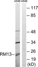 MRPL13 Antibody in Western Blot (WB)